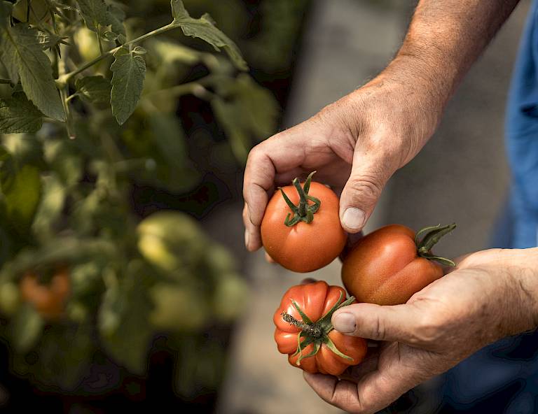 Mani di un giardiniere raccolgono pomodori, foglie verdi sullo sfondo.