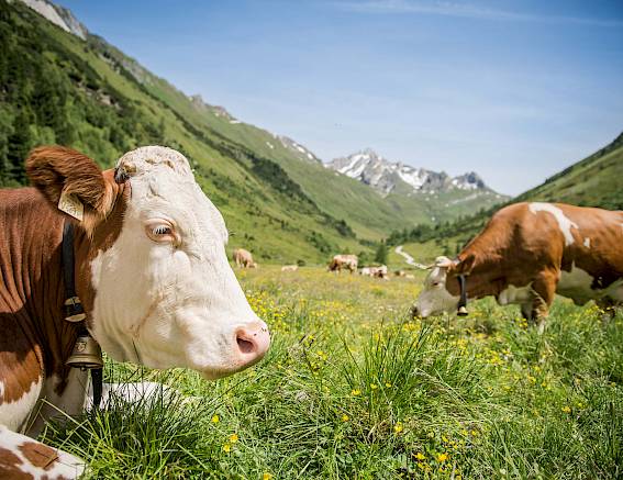 Mucche pascolano su un prato alpino fiorito, circondate da montagne verdi e cielo blu.