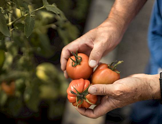 Hände halten frisch gepflückte Tomaten neben einer grünen Tomatenpflanze im Garten.