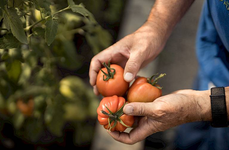 Hände halten frisch gepflückte Tomaten neben einer grünen Tomatenpflanze im Garten.