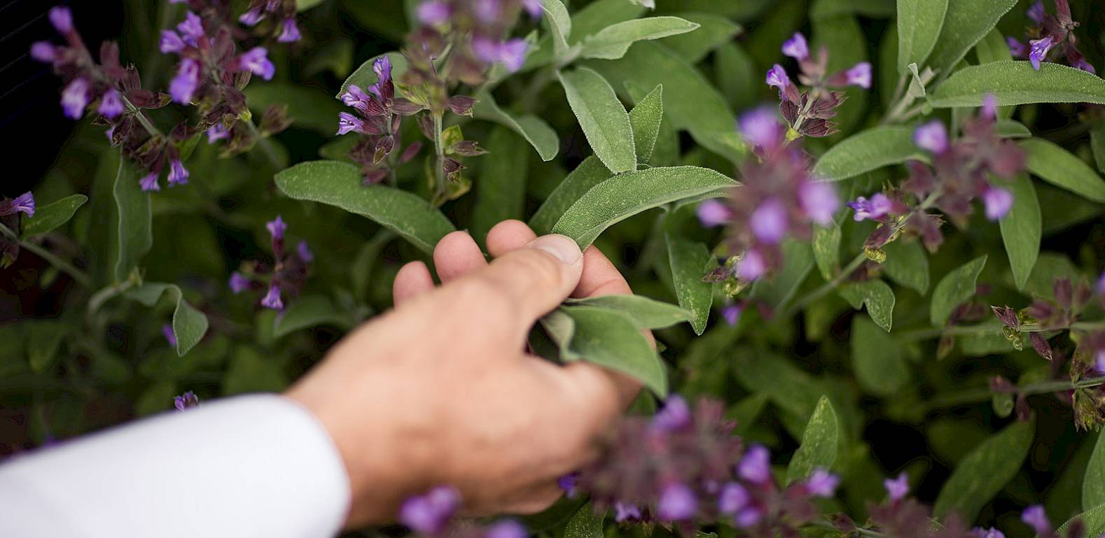 Una mano tocca foglie verdi di una pianta con piccoli fiori viola.