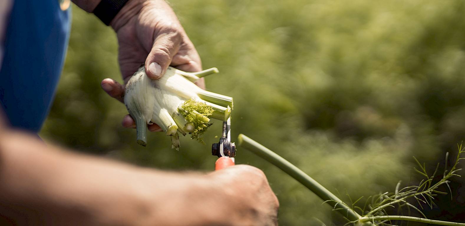Eine Person erntet Fenchel mit einer Schere in einem Garten oder auf einem Feld.
