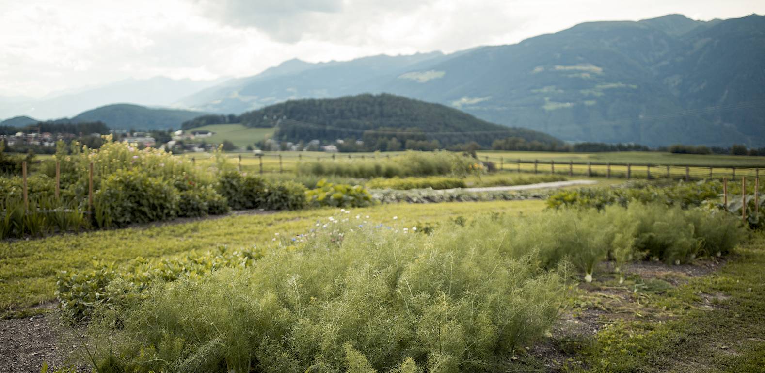 Grüner Feld mit Hügeln und Bergen im Hintergrund unter bewölktem Himmel.