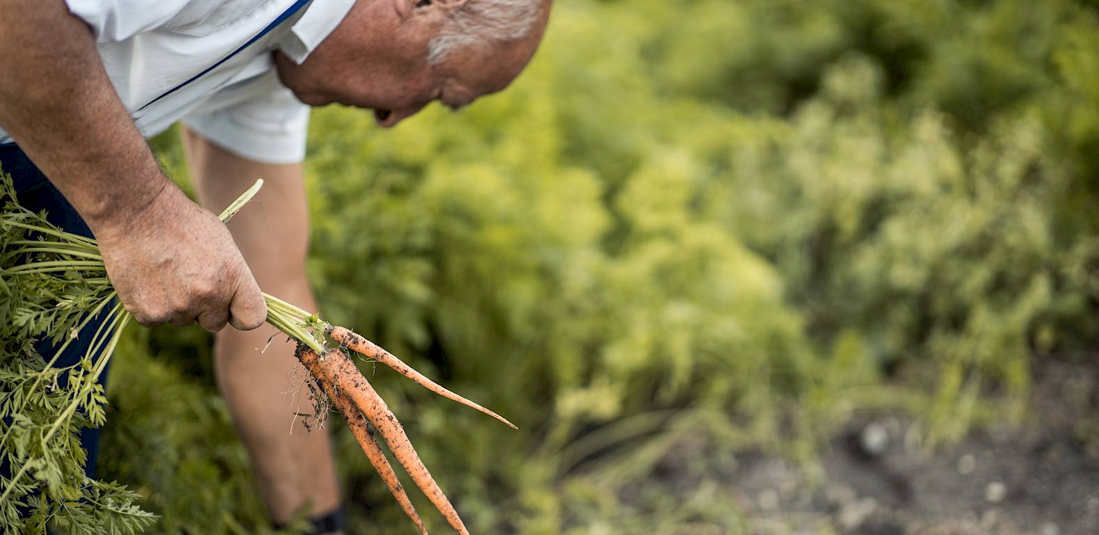 Ein älterer Mann erntet frische Karotten im Garten. Er hält sie in der Hand, umgeben von grünem Laub.