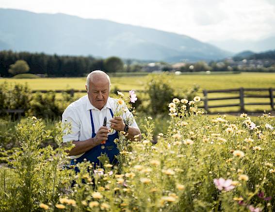 An elderly man in a blue apron tends to flowers in a field with mountain views in the background.