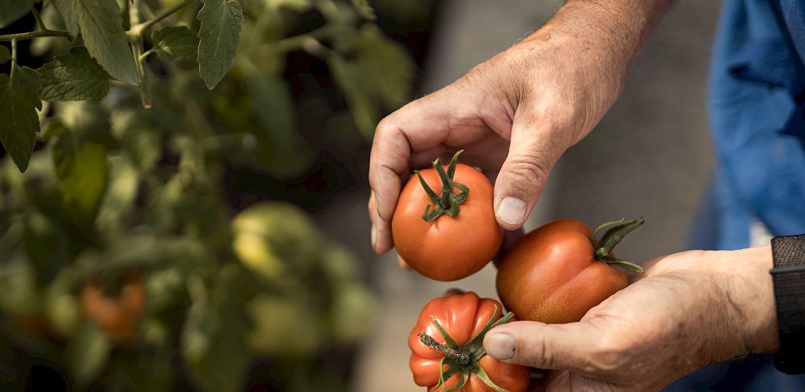 Hände halten frisch gepflückte Tomaten aus einem Garten, mit Pflanzen im Hintergrund.