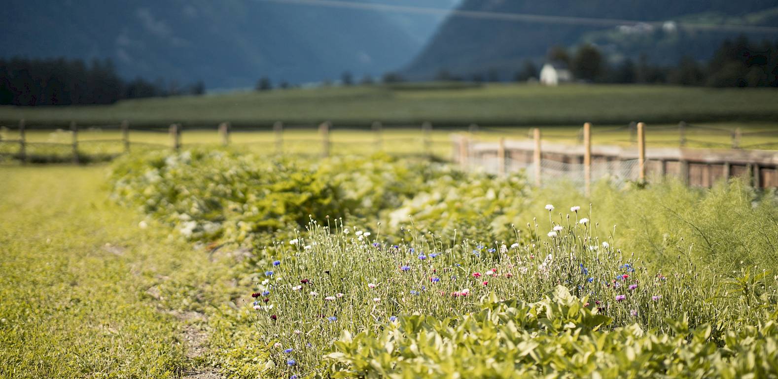 Feldweg mit blühenden Pflanzen, im Hintergrund Berge und blauer Himmel.