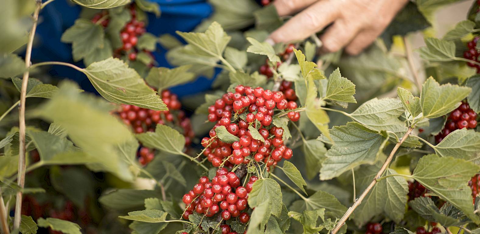 Hand erntet rote Beeren von einem Busch, umgeben von grünen Blättern.