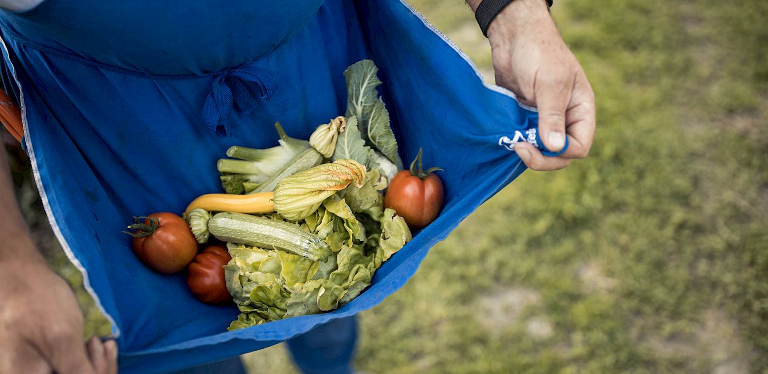 Mann in blauer Schürze hält frische Gartengemüse, darunter Tomaten und Zucchini, in der Schürze.