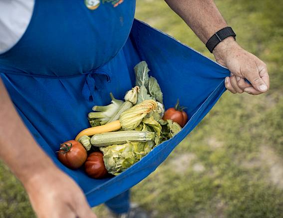 Ein Gärtner hält frisch geerntetes Gemüse in einer blauen Schürze: Tomaten, Zucchini, Salat und Blüten.