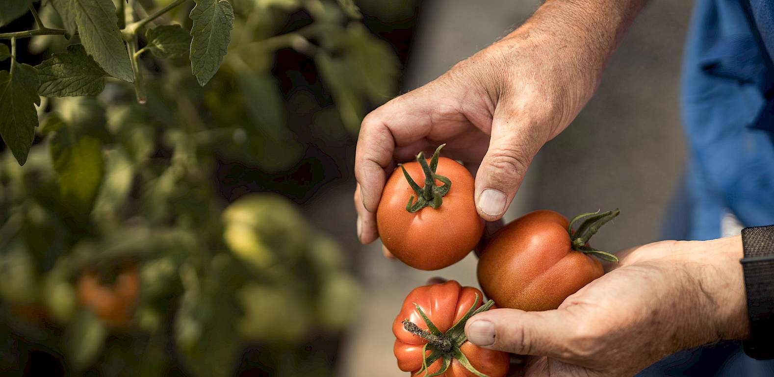 Mani che tengono tre pomodori freschi in un giardino. Sullo sfondo si vedono foglie verdi.