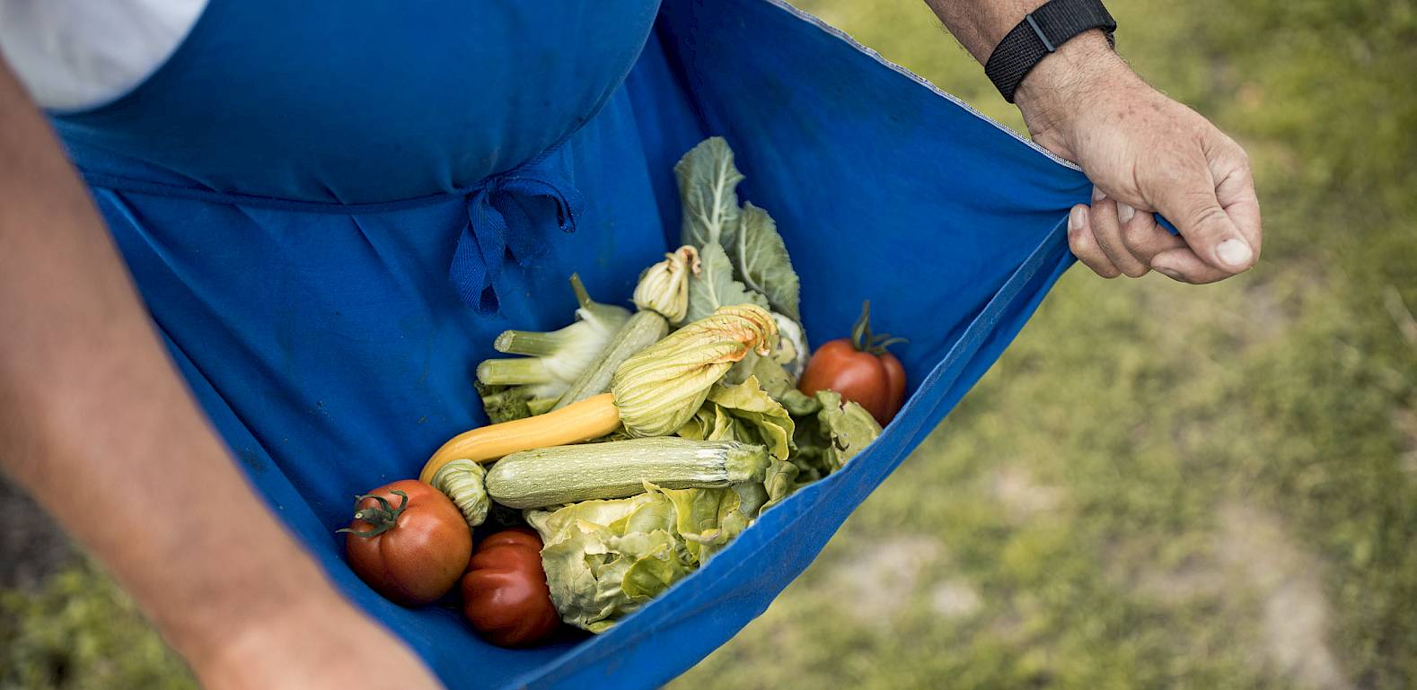 Un giardiniere tiene verdure fresche raccolte in un grembiule blu. Visibili pomodori, zucchine e insalata.