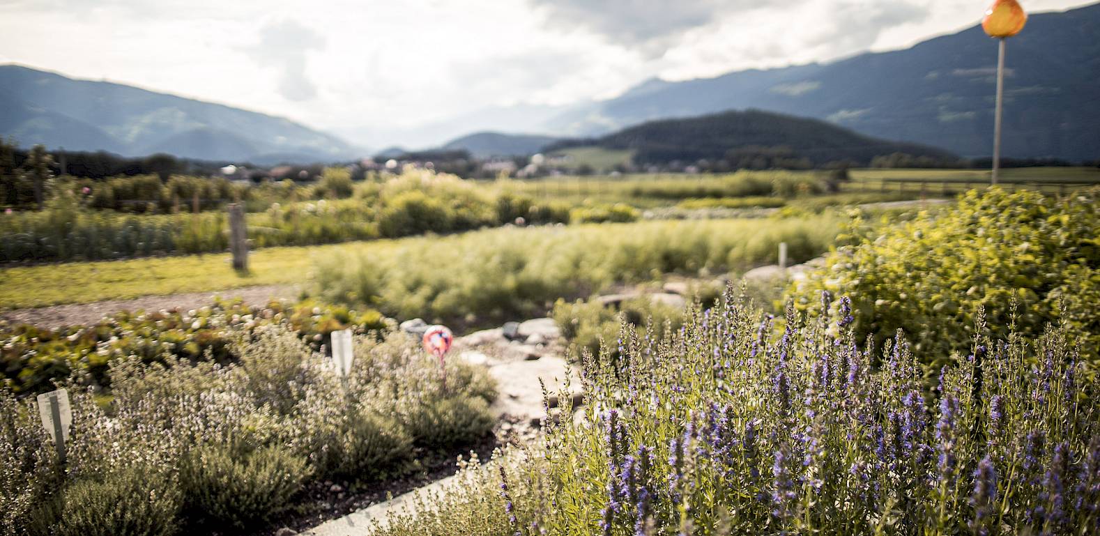Campo di lavanda con montagne sullo sfondo sotto un cielo nuvoloso. Una manica a vento arancione è visibile.