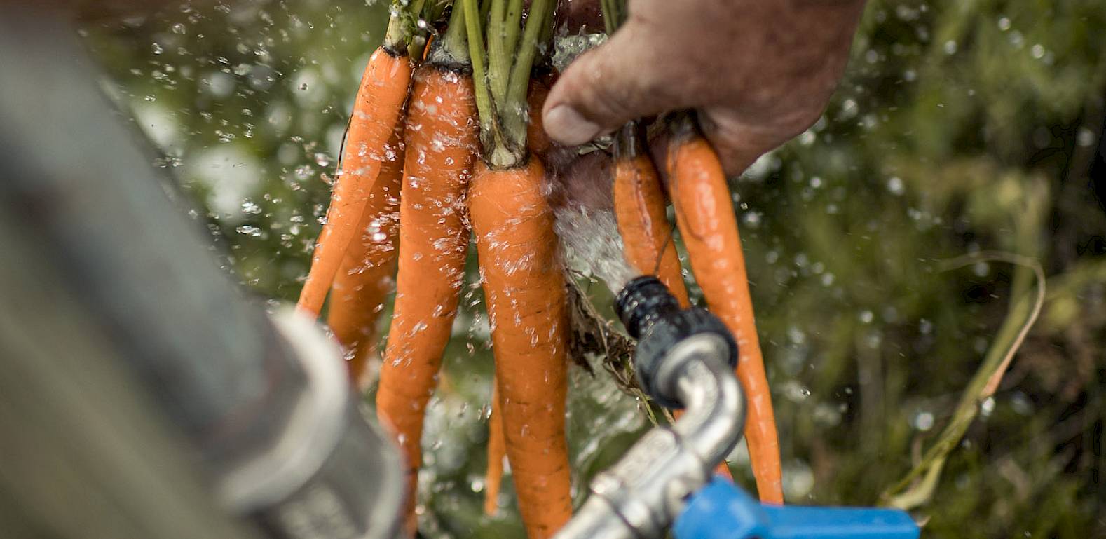Carote fresche lavate sotto l'acqua corrente da un tubo da giardino.