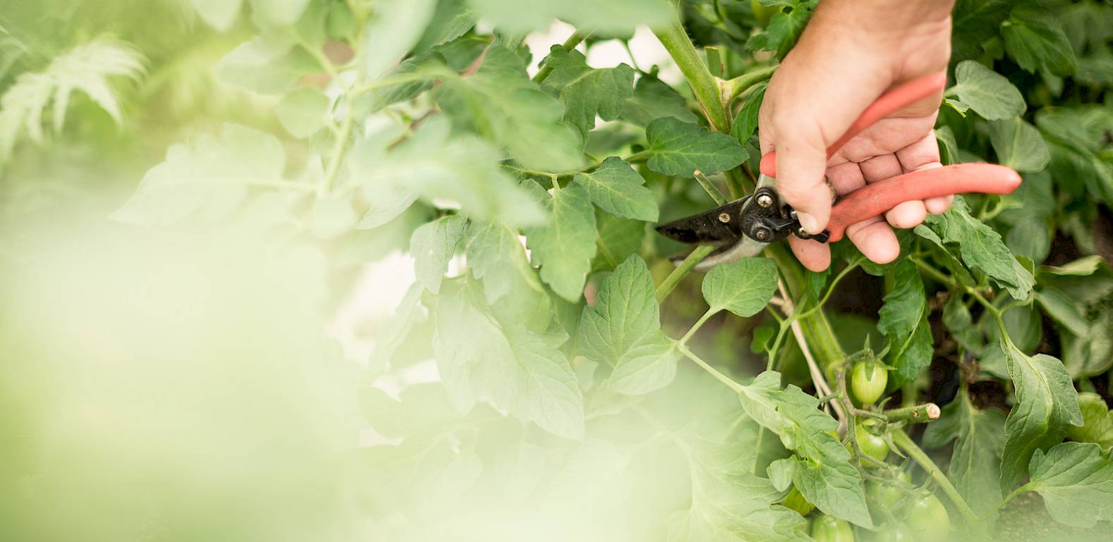 Una mano pota una pianta di pomodoro nel giardino; visibili foglie verdi e pomodori acerbi.