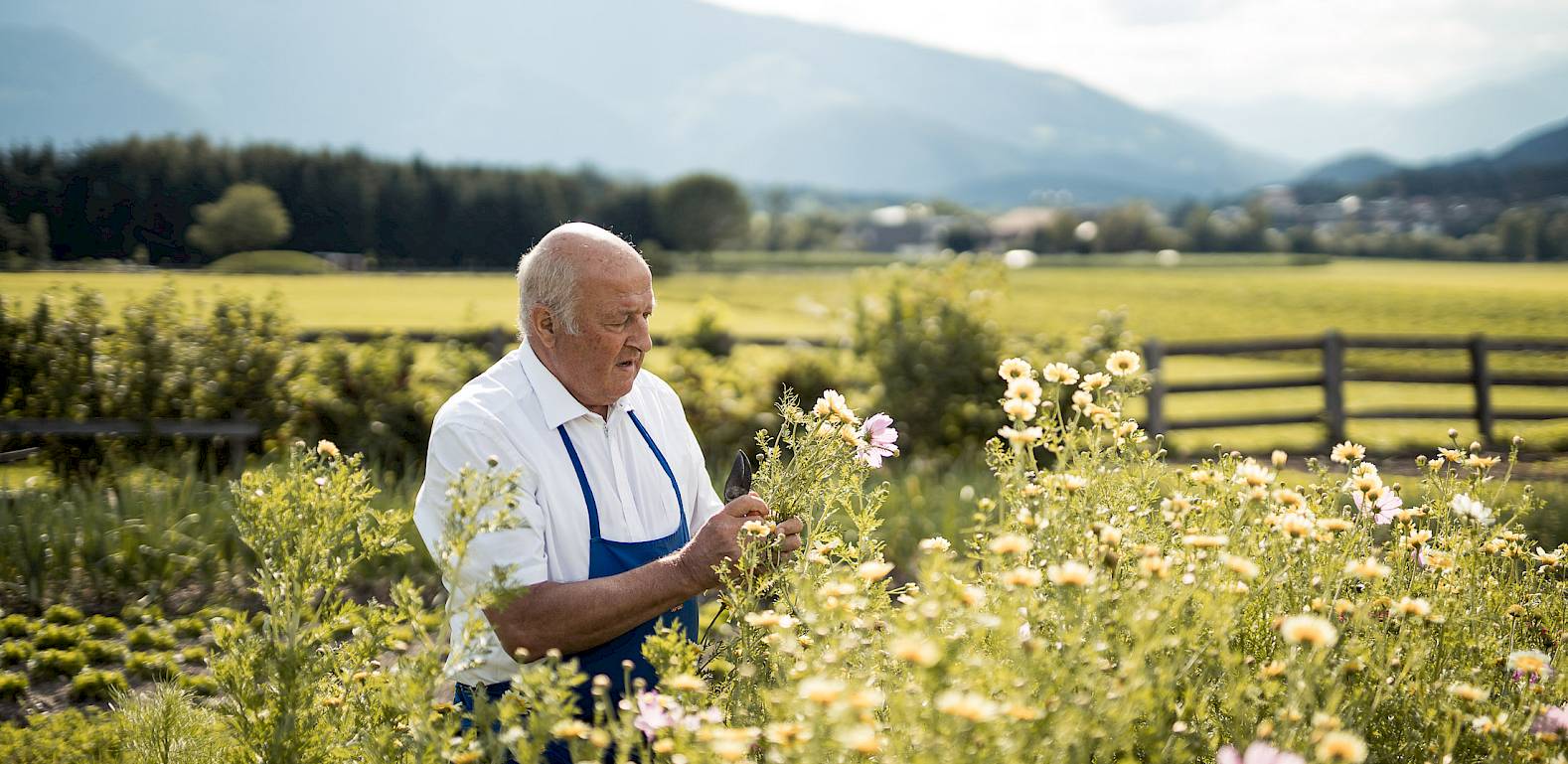 Un uomo anziano con un grembiule osserva i fiori in un campo davanti a un paesaggio montano.