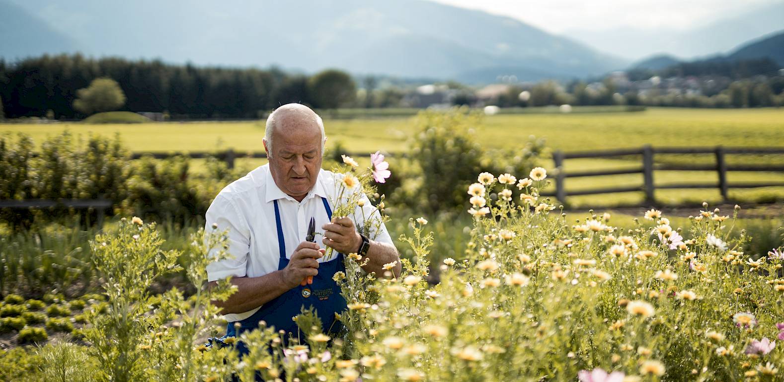 Uomo anziano con grembiule blu taglia fiori in un campo con sfondo montuoso pittoresco.
