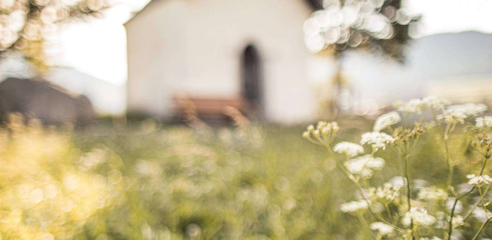 Wiese mit weißen Blüten im Vordergrund, unscharfe Kapelle im Hintergrund unter klarem Himmel.