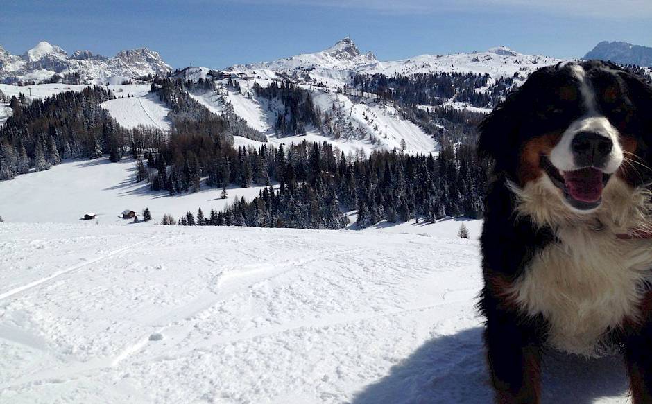 A dog in the foreground of a snowy landscape with mountains and forests in the background.