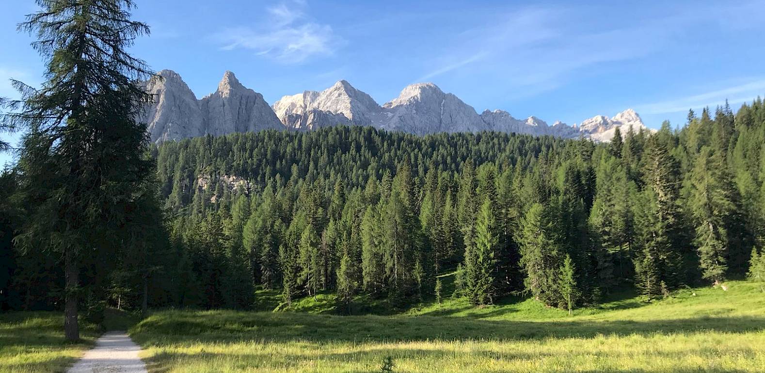 Sentiero forestale in un paesaggio alpino con prato verde, pini e suggestive cime montuose sullo sfondo.