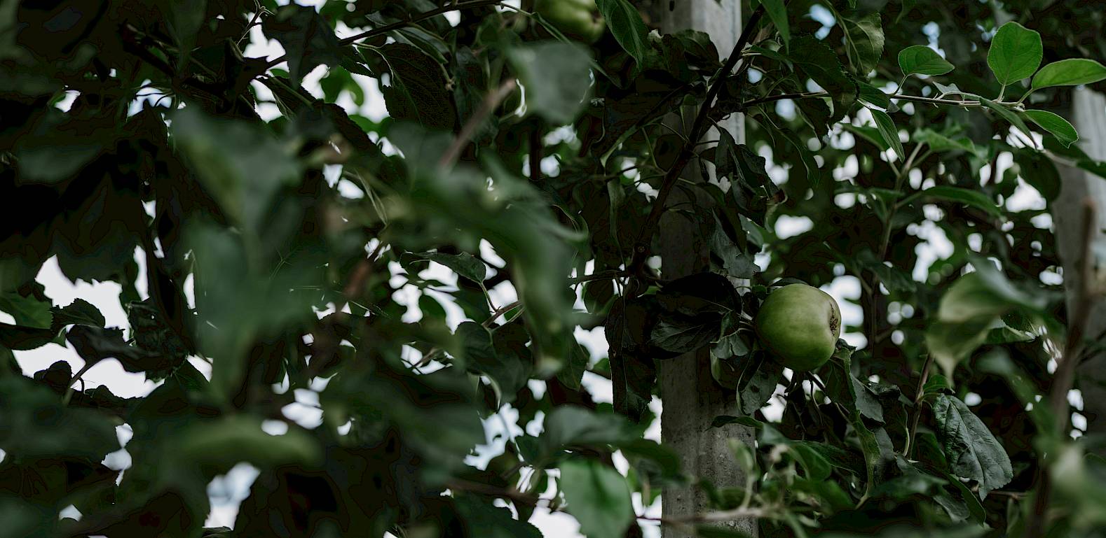 Ein grüner Apfel wächst an einem dicht belaubten Baum, umgeben von dunklem Laub.