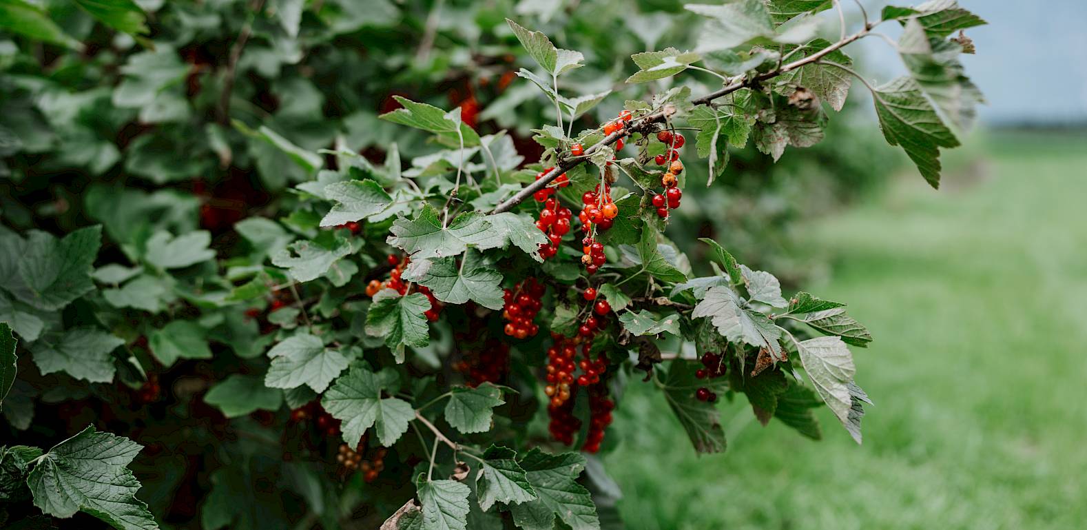 Strauch mit reifen roten Johannisbeeren auf einem Feld, im Hintergrund eine Berglandschaft.