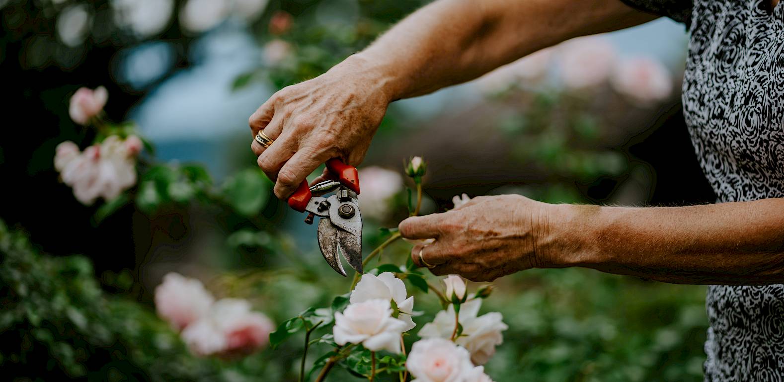 Eine Person schneidet in einem Garten Rosen mit einer Gartenschere. Die Blüten sind zartrosa.