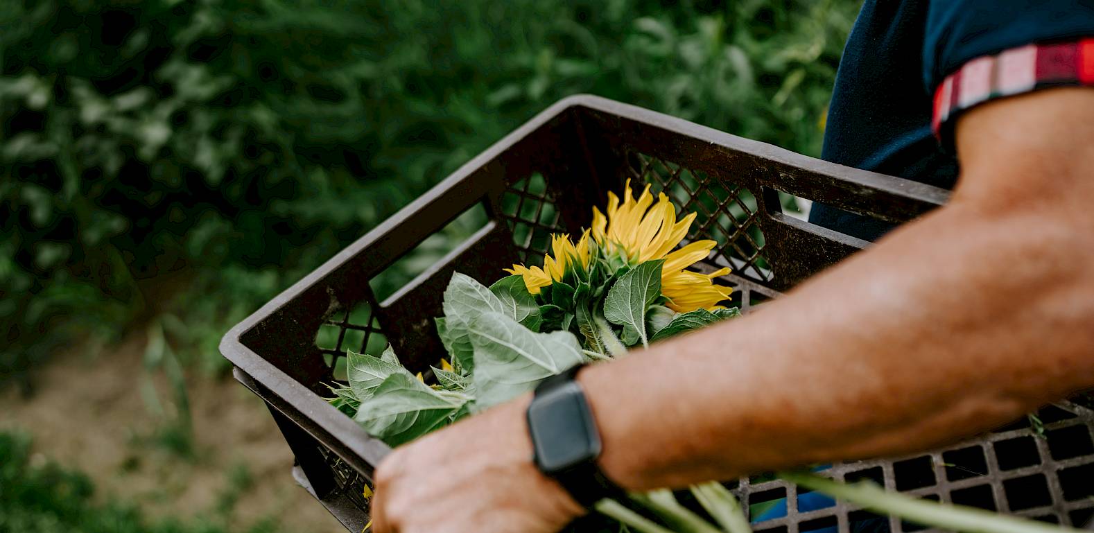 Person hält eine Kiste mit frisch geernteten Sonnenblumen in einem grünen Garten.
