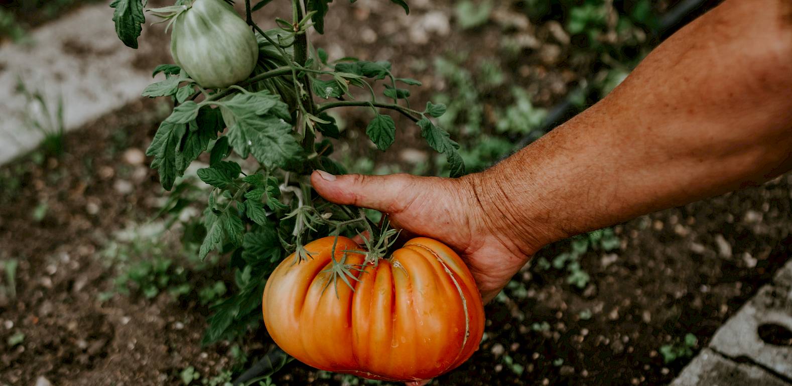 Reife, große Tomate in Hand eines Gärtners, die an einer Pflanze im Garten hängt.