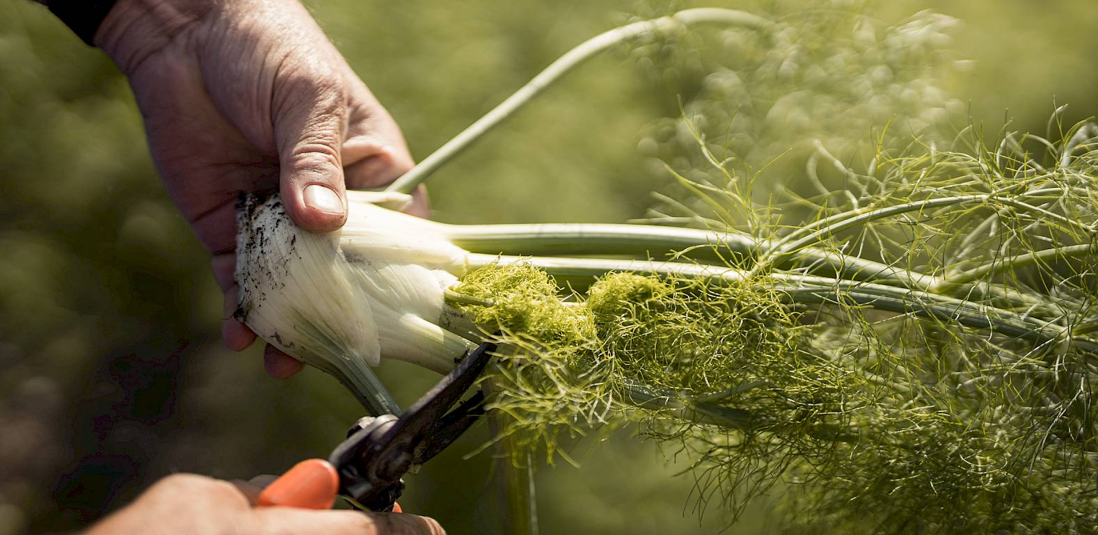 Hände schneiden Fenchel in einem Feld mit einer Schere, umgeben von grünem Laub.