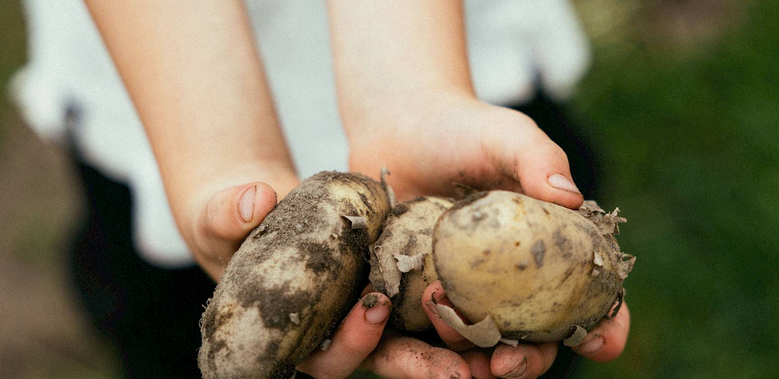 Kinderhände halten frisch geerntete, erdige Kartoffeln im Garten. Hintergrund verschwommen.