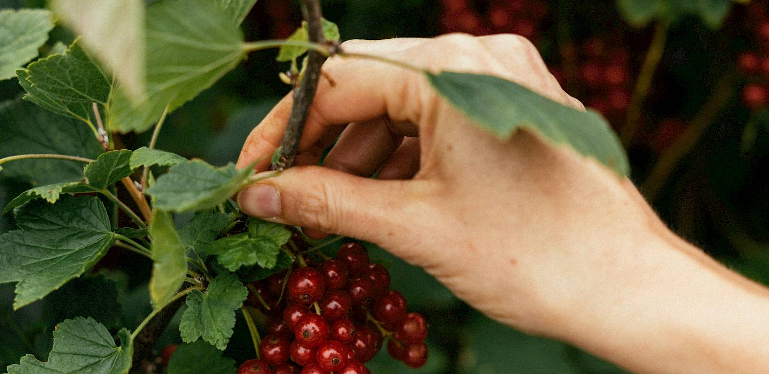 Hand pflückt rote Johannisbeeren von einem grünen Strauch.