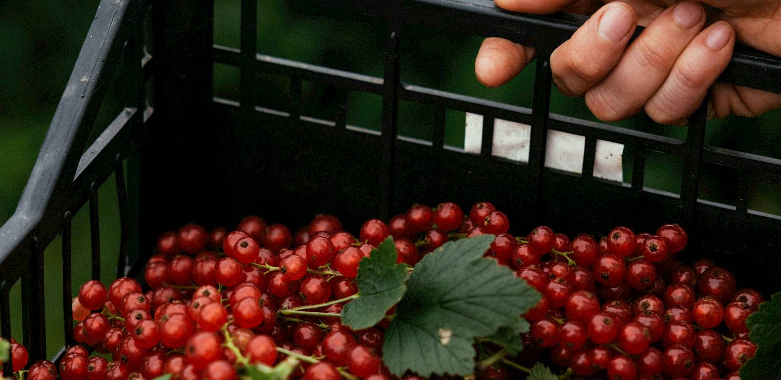 Eine Hand hält einen Korb mit frisch gepflückten roten Johannisbeeren.