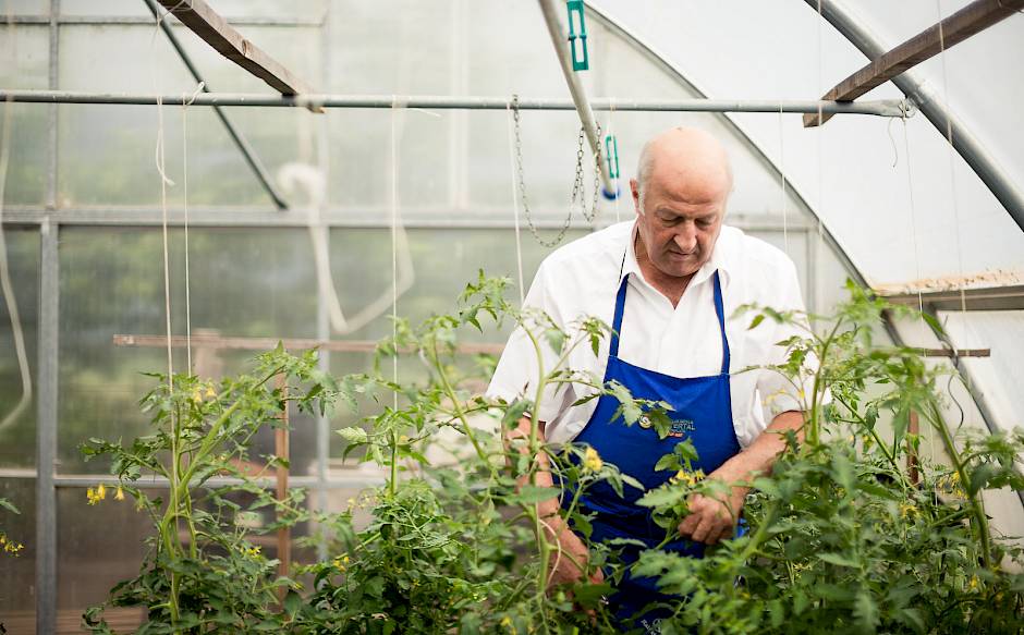 Ein Mann in blauer Schürze arbeitet in einem Gewächshaus zwischen Tomatenpflanzen.
