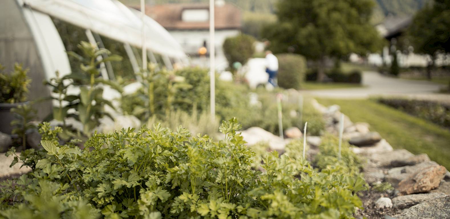 Gewächshaus neben einem blühenden Kräutergarten mit grünen Pflanzen, dahinter eine Berglandschaft.