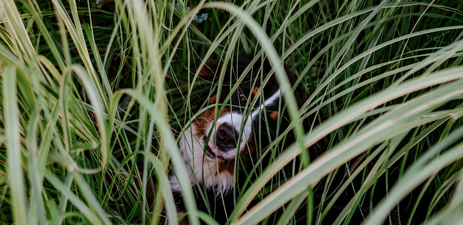 Ein Hund versteckt sich neugierig im hohen Gras und blickt direkt in die Kamera.
