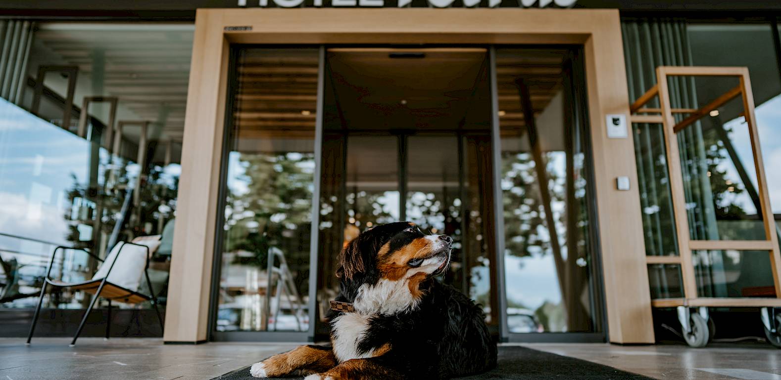 Ein Hund liegt entspannt auf einer Matte vor dem Eingang eines Hotels namens Petrus.