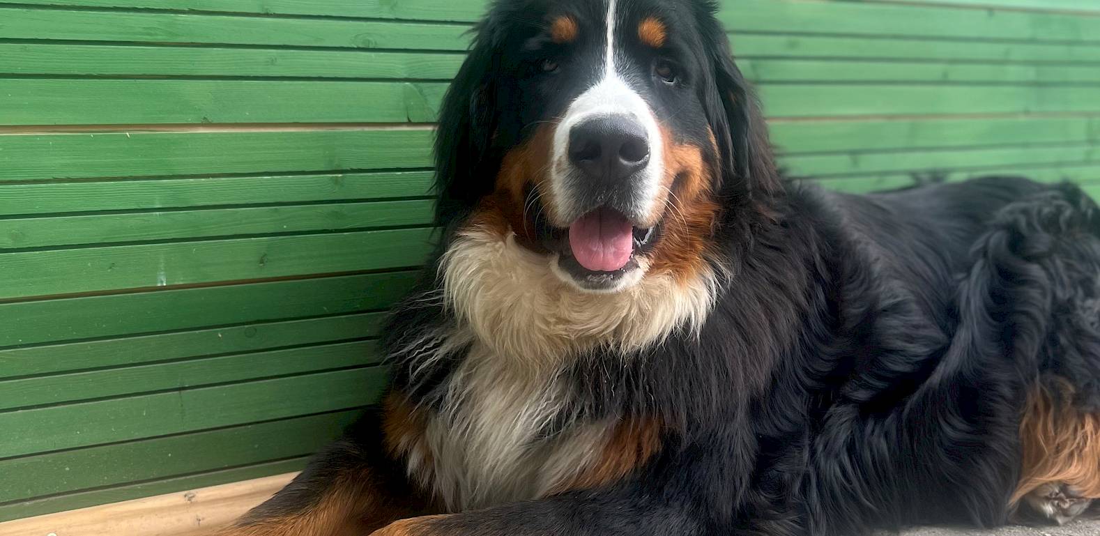Bernhardinerhund liegt entspannt auf Pflastersteinen vor einer grünen Holzwand.