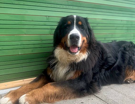 Bovaro del Bernese rilassato su un marciapiede di fronte a un muro di legno verde.