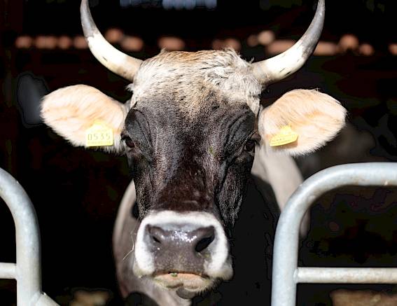 Mucca con corna e marche auricolari guarda attraverso un recinto metallico. Sfondo scuro.