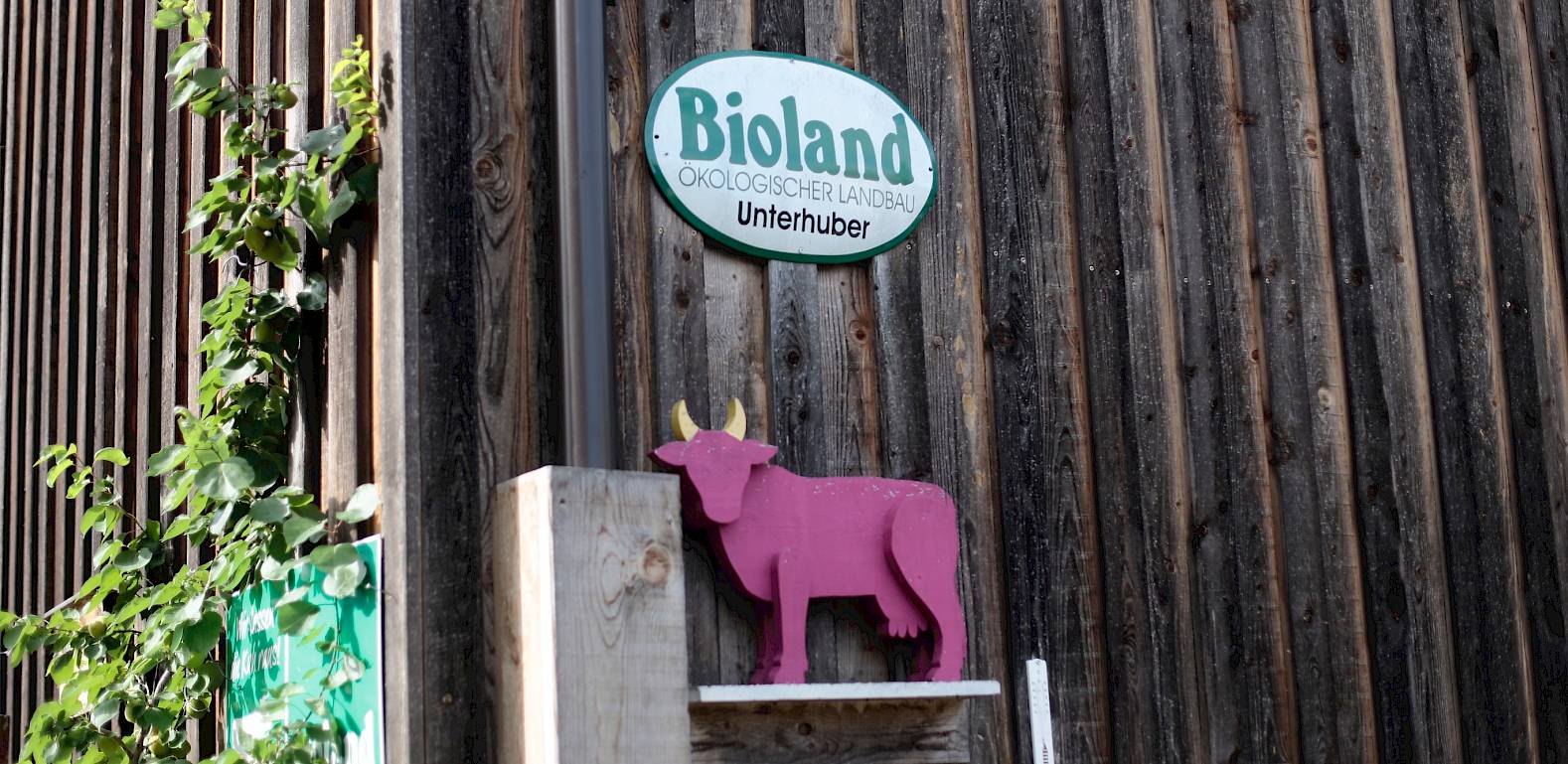 Parete in legno con insegna "Bioland" e figura di mucca rosa. Piante rampicanti sul lato.