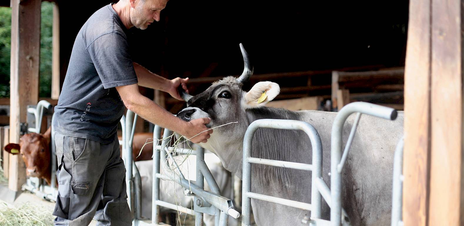 Un uomo nutre una mucca in una stalla mentre la tiene dolcemente per la testa.