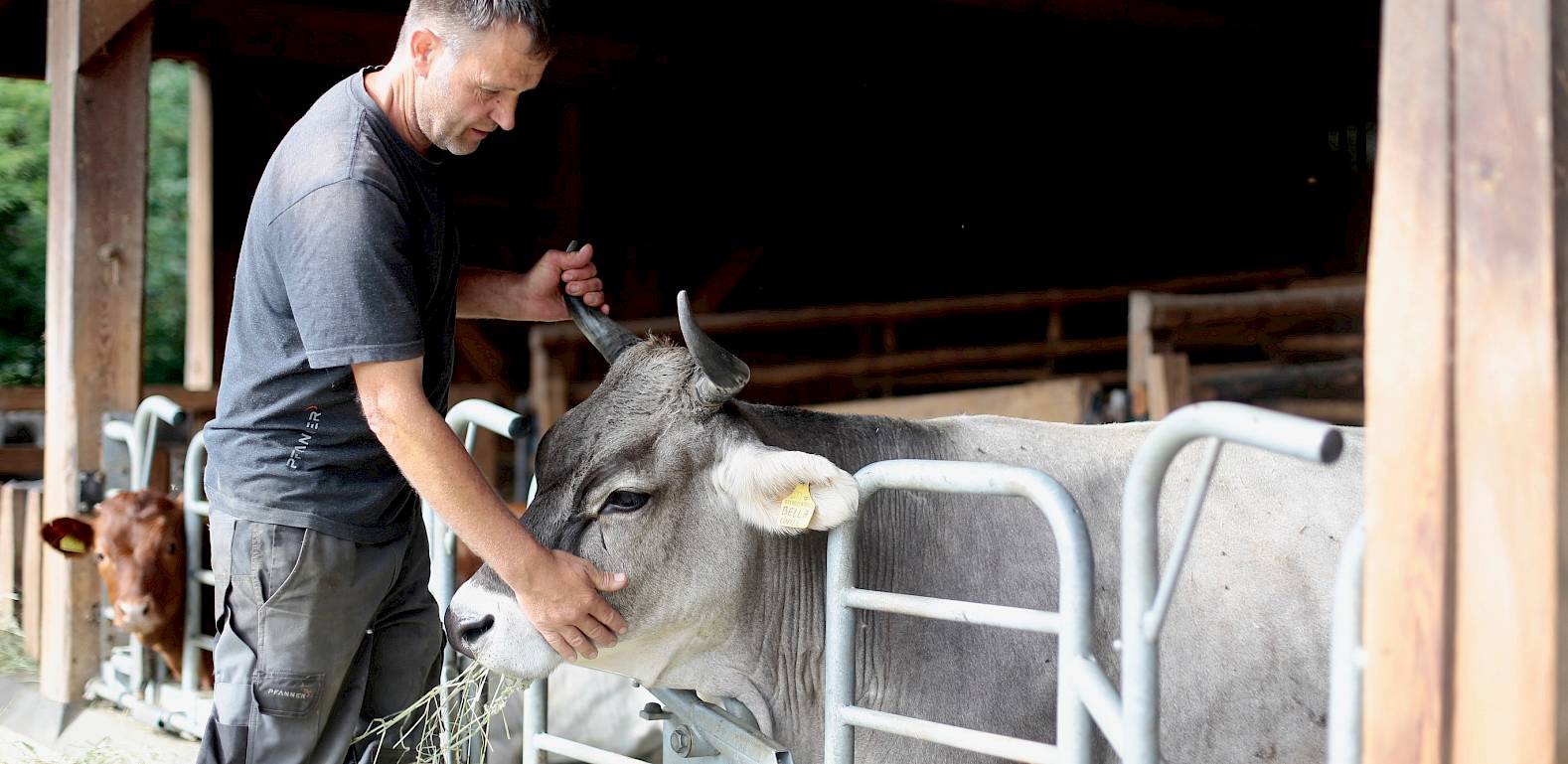 Un uomo dà da mangiare e accarezza una mucca grigia in una stalla. Sullo sfondo c'è un'altra mucca.