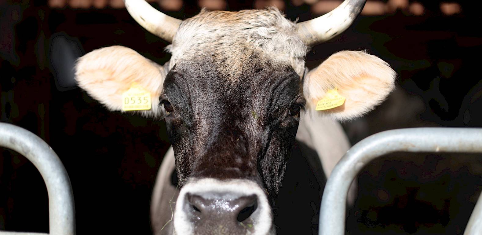 Mucca con corna in stalla, guarda direttamente la fotocamera. Orecchie con marchi gialli.