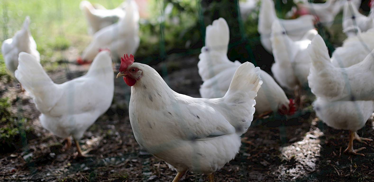 Galline bianche razzolano all'ombra di un albero, sullo sfondo erba verde e luce solare.