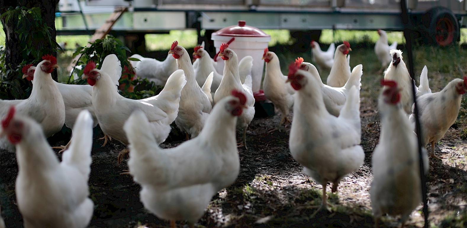 Galli bianche camminano liberamente all'aperto; visibile un distributore di cibo sullo sfondo.