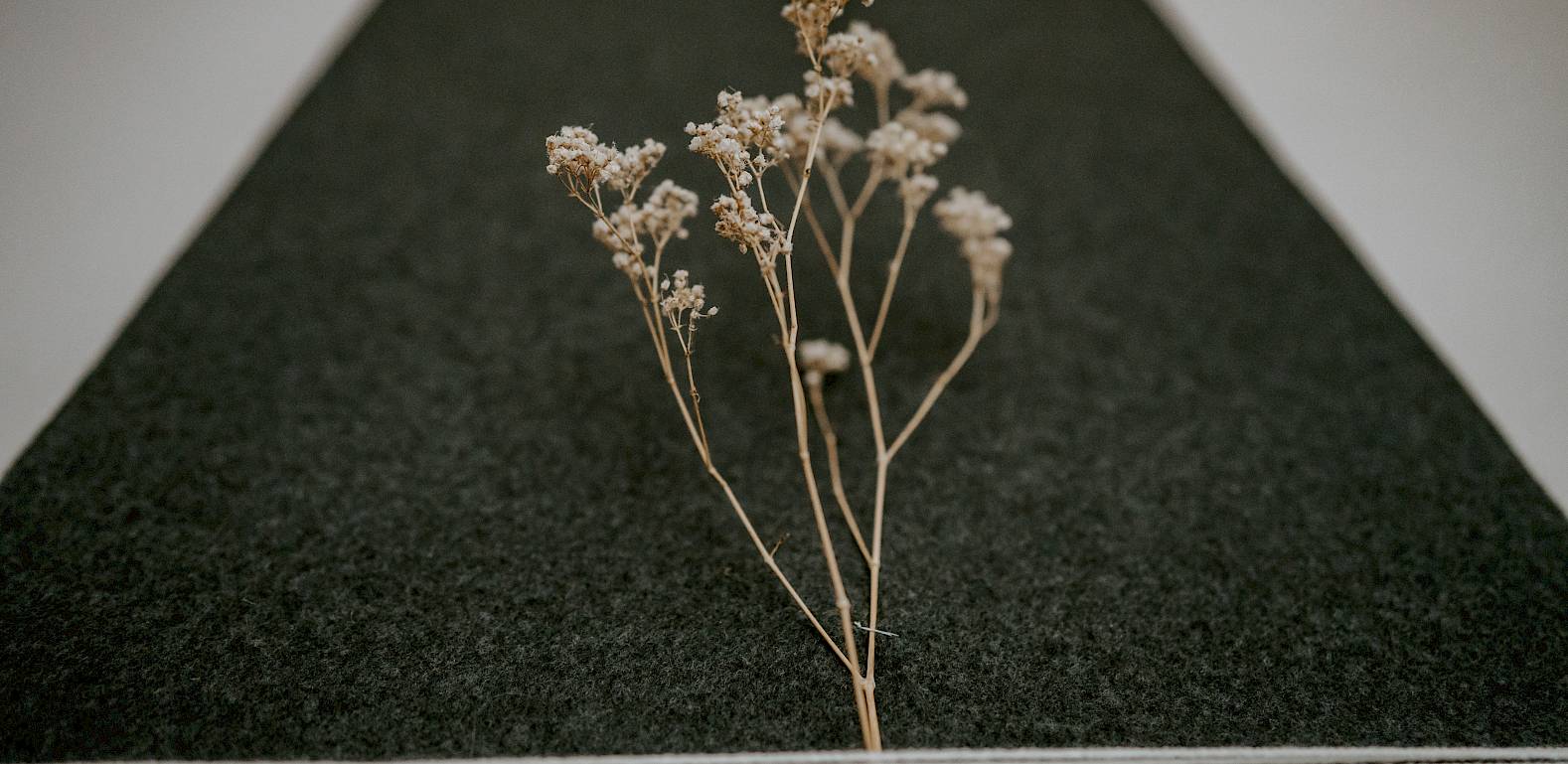 Un ramoscello secco con piccoli fiori su sfondo scuro con un nastro bianco.