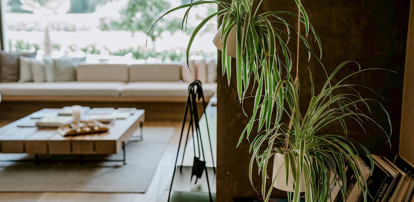 Un soggiorno moderno con pianta verde in primo piano, area divano beige e tavolino sullo sfondo.
