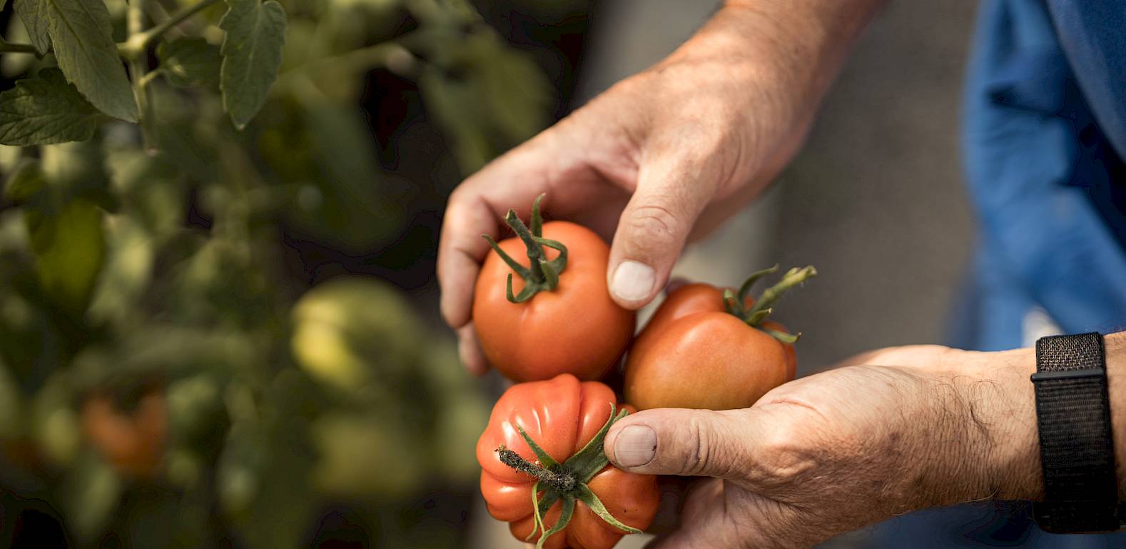Hände halten vier Tomaten im Freien, mit grünen Pflanzen im Hintergrund.