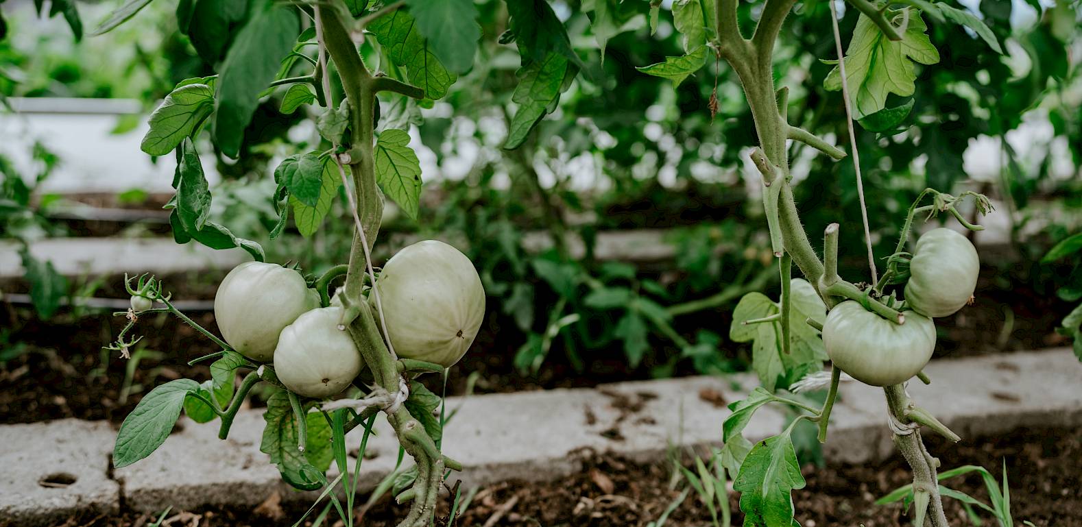Junge Tomaten wachsen an Pflanzen in einem Garten. Sie sind noch grün und hinter den Blättern sichtbar.